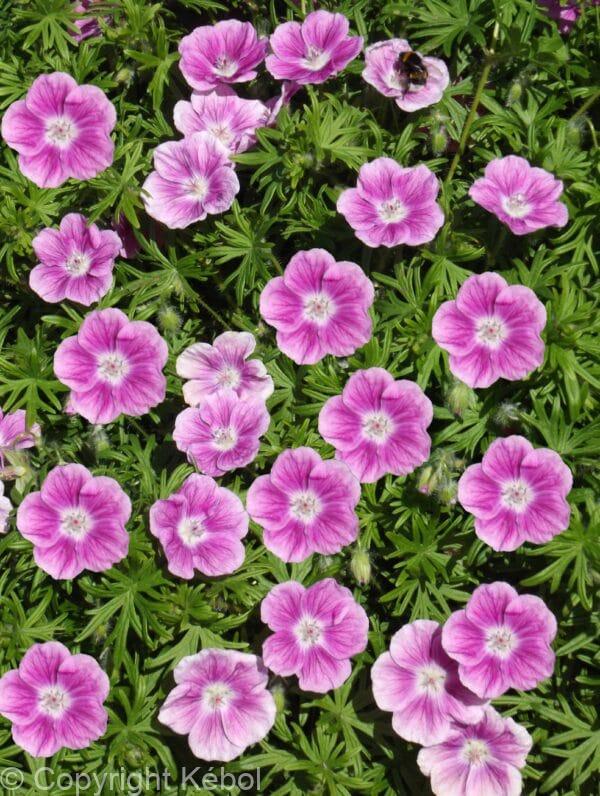 Geranium Elke