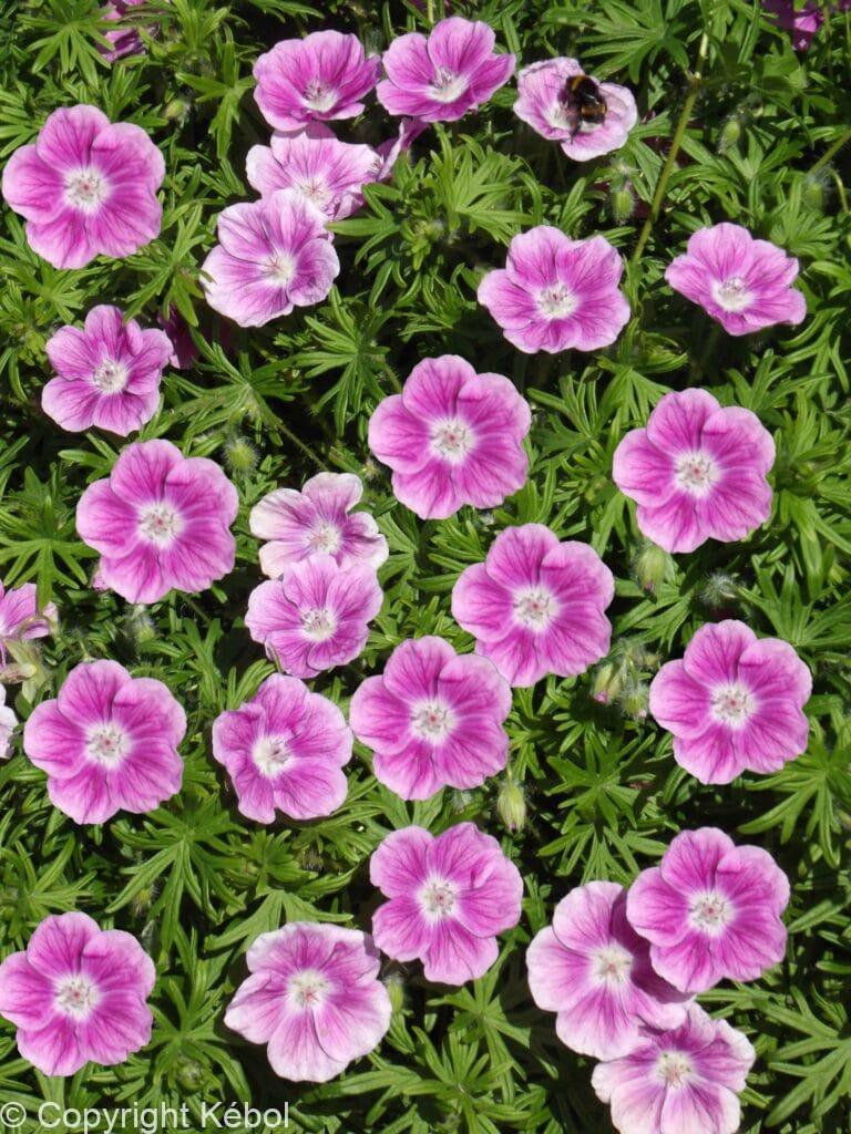 Geranium Elke
