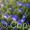 Geranium Johnson's Blue