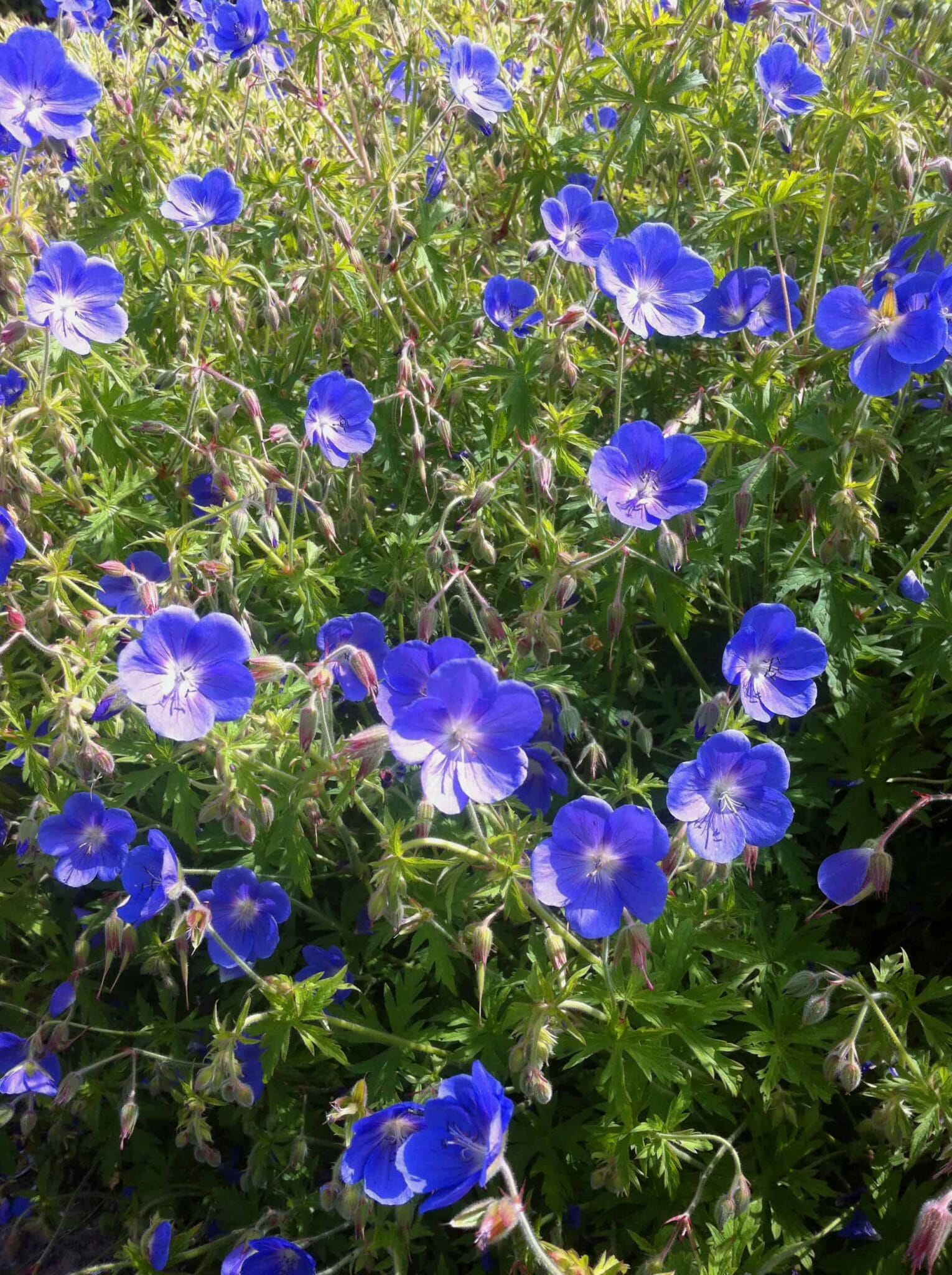 Geranium Johnson's Blue