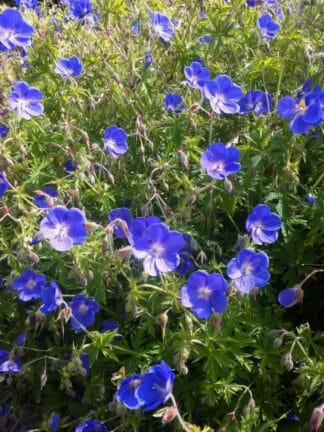 Geranium Johnson's Blue - case