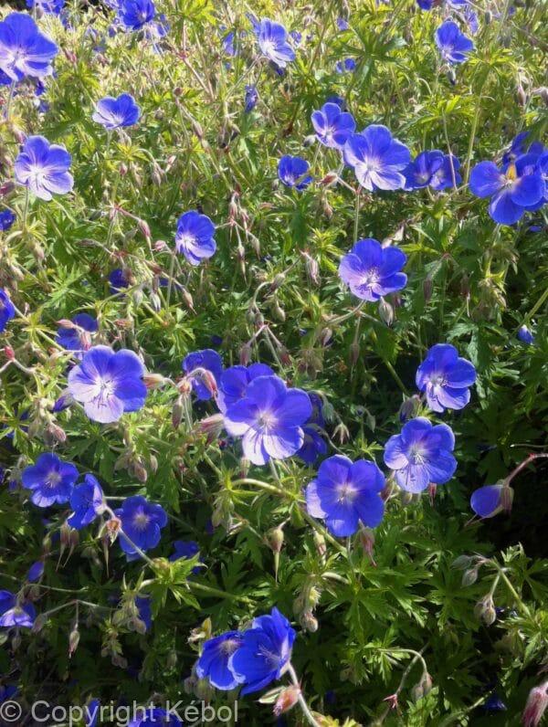Geranium Johnson's Blue
