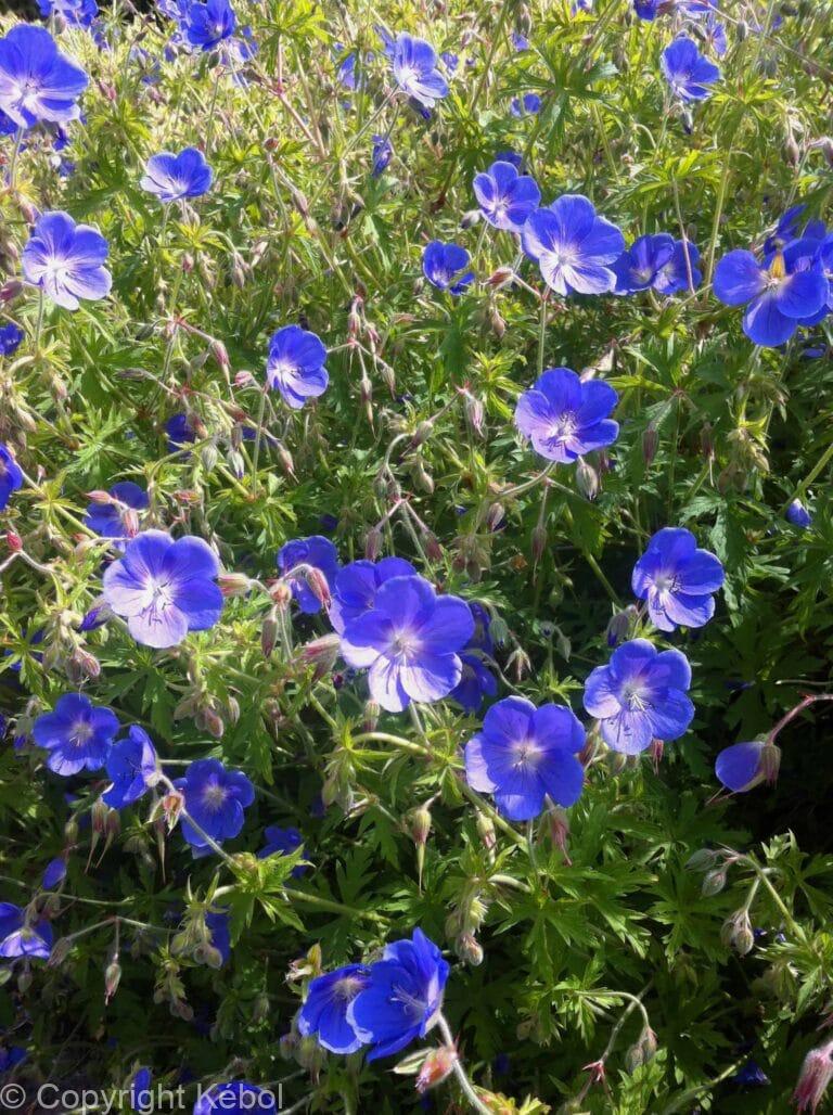 Geranium Johnson's Blue