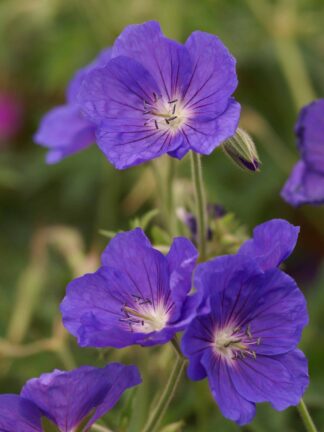 Geranium Orion