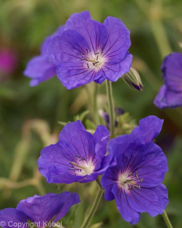 Geranium Orion