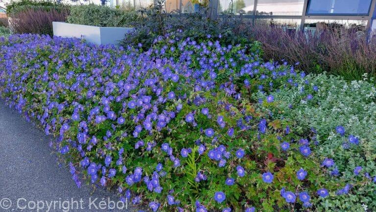 Geranium Rozanne
