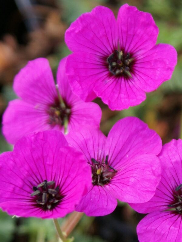 Geranium subcaulescens - case