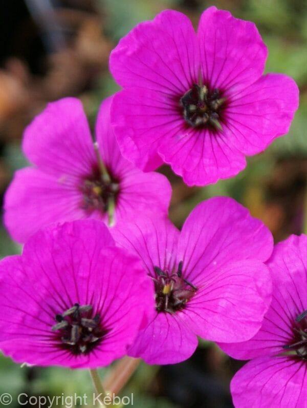 Geranium Subcaulescens