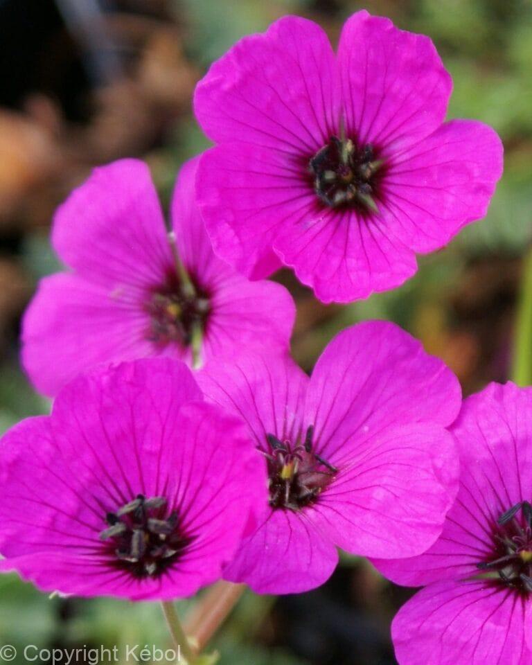 Geranium Subcaulescens