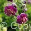 Geranium Joseph Green