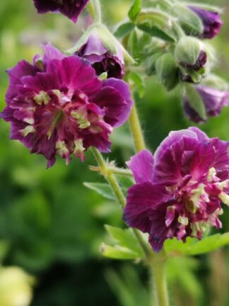 Geranium Joseph Green - bag