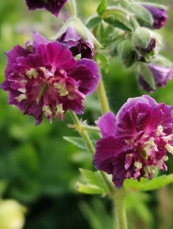Geranium Joseph Green - bag
