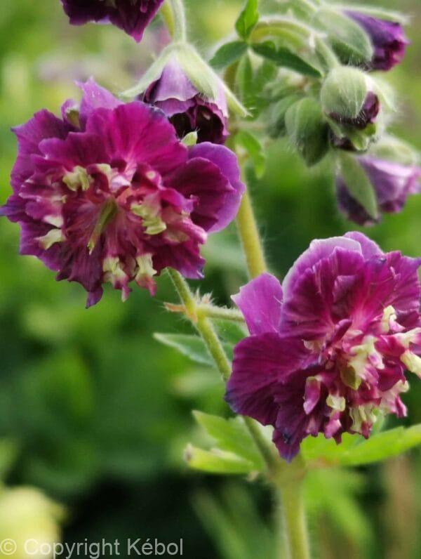 Geranium Joseph Green