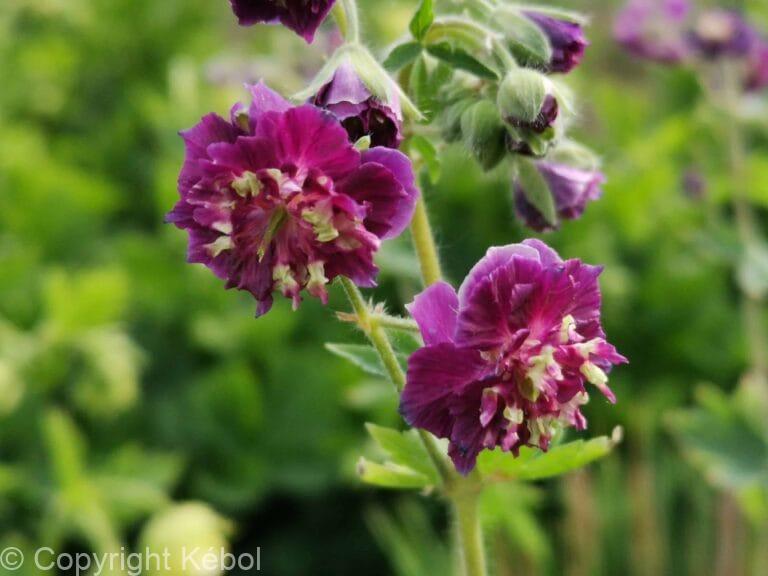 Geranium Joseph Green