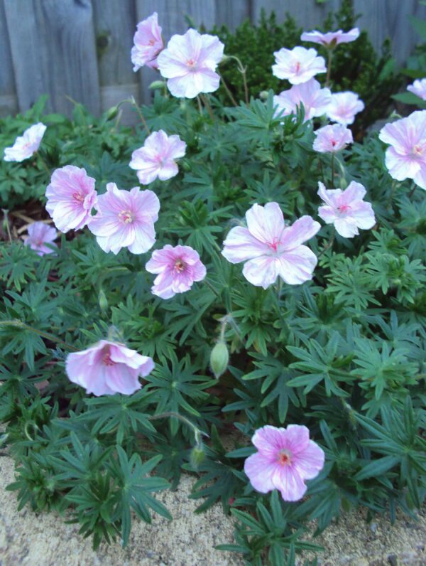 Geranium Var. Striatum