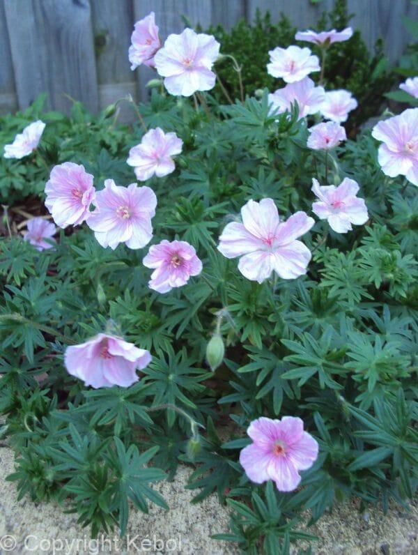 Geranium var. striatum