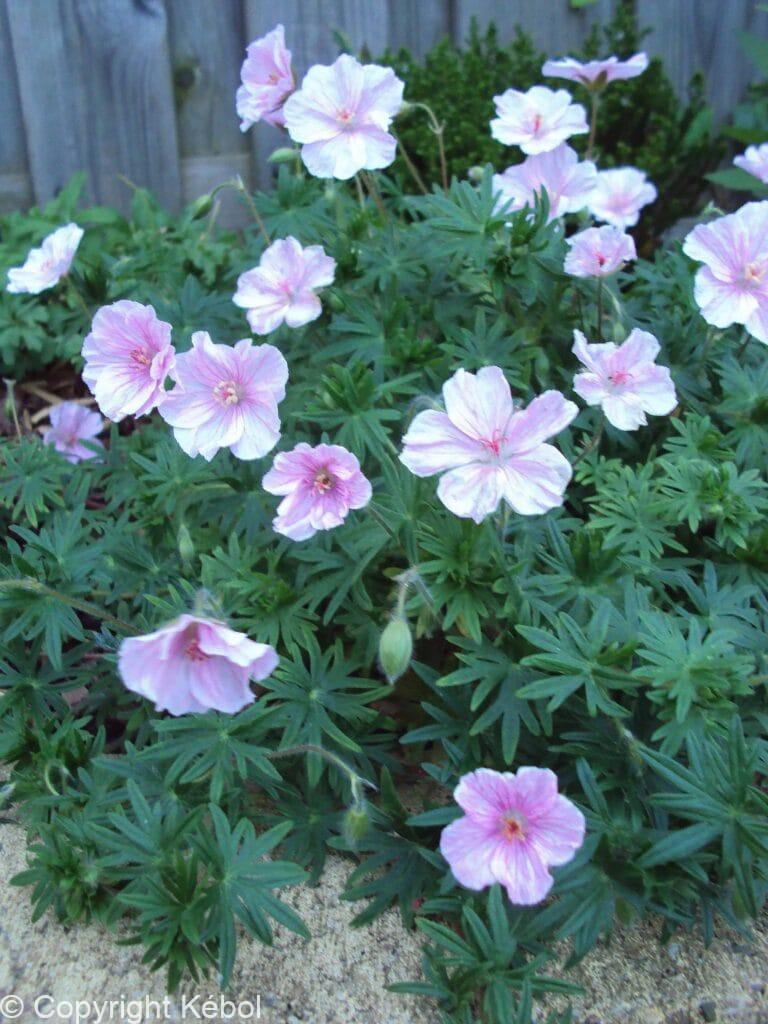 Geranium var. striatum