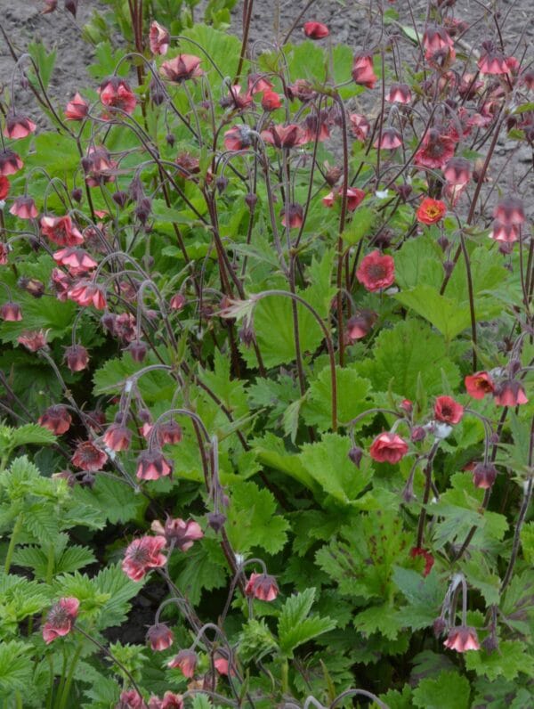 Geum Leonard's variety - case