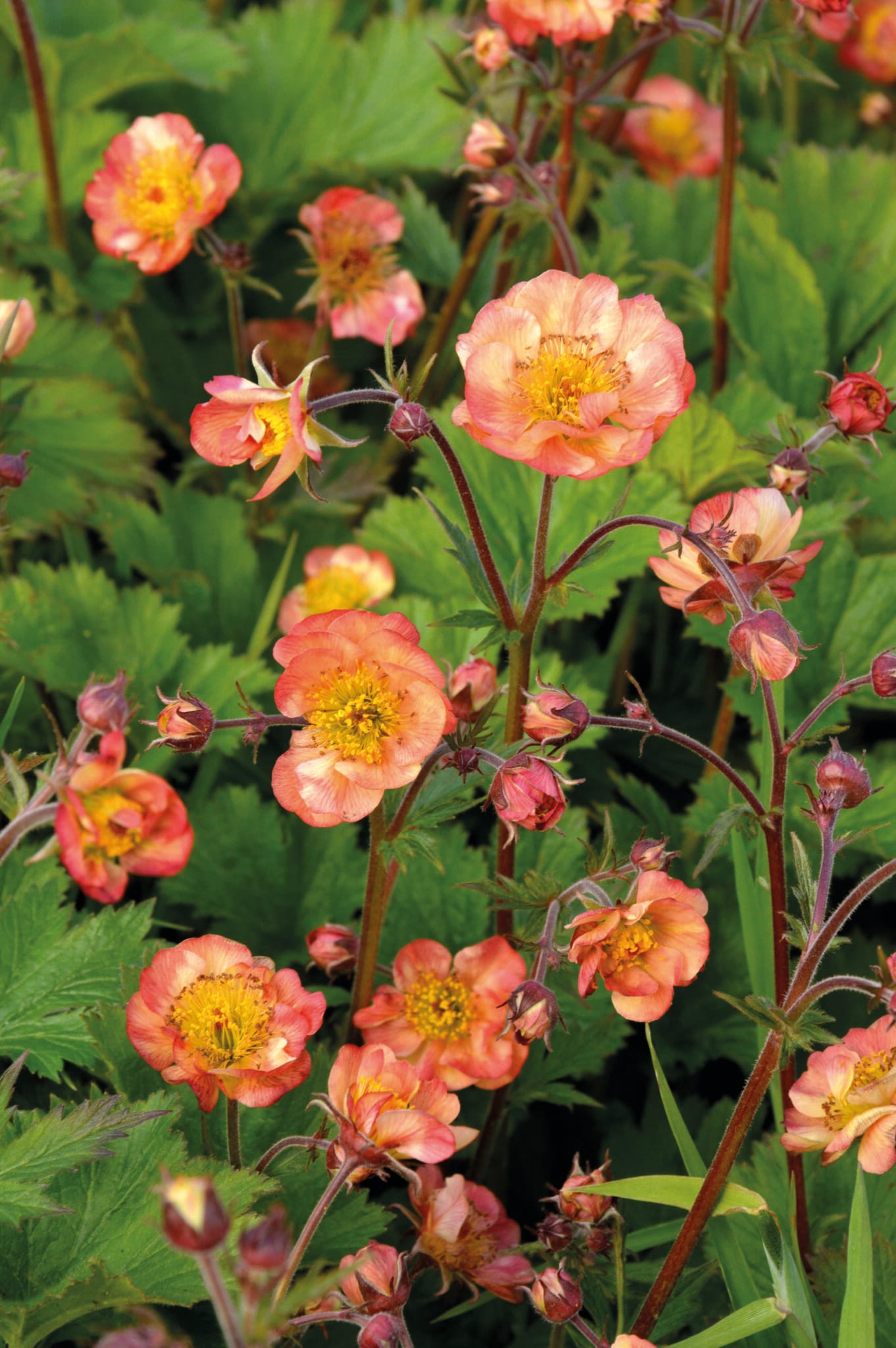 Geum Mango