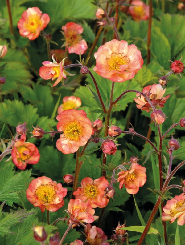 Geum Mango - bag