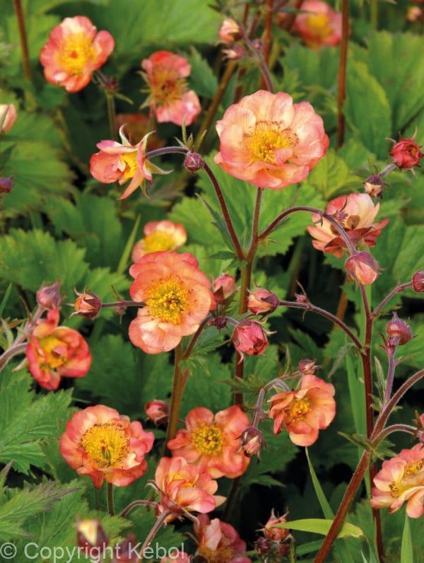 Geum Mango