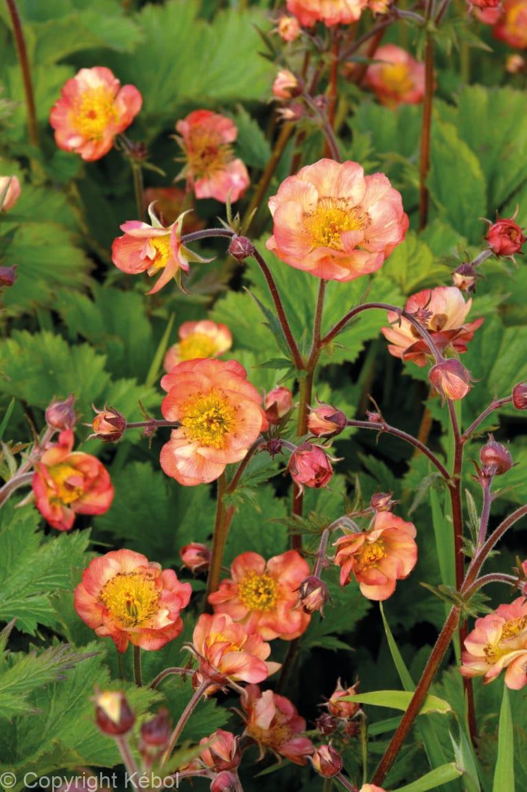 Geum Mango