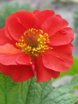 Geum Sangria - bag