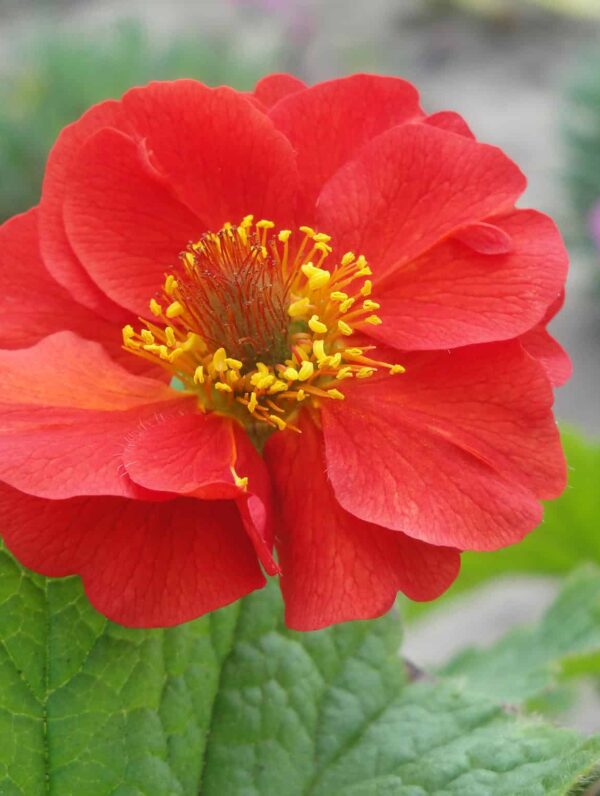 Geum Sangria - case