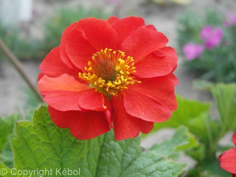 Geum Sangria TM