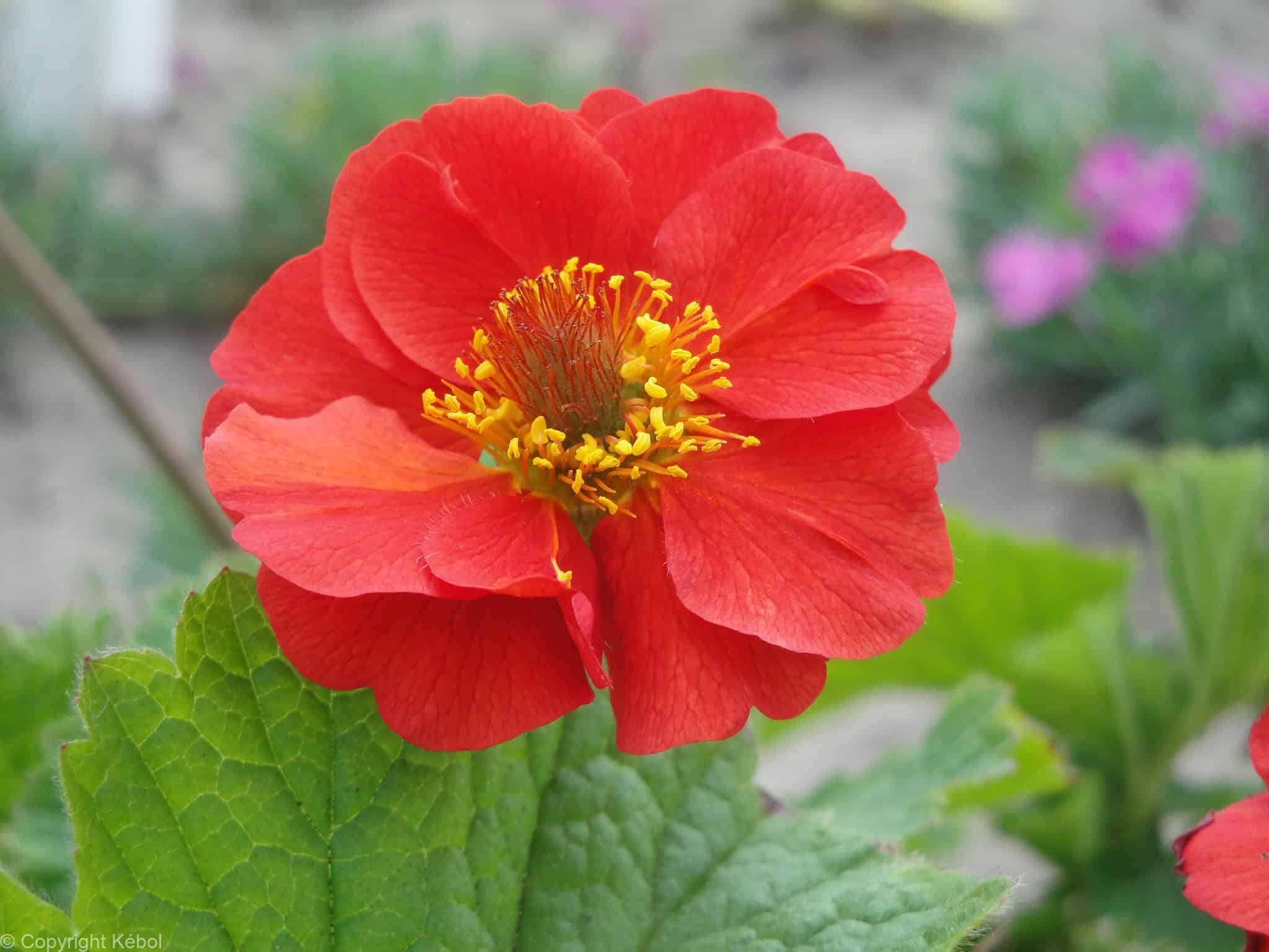 Geum Sangria TM