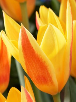 Tulipa Giuseppe Verdi