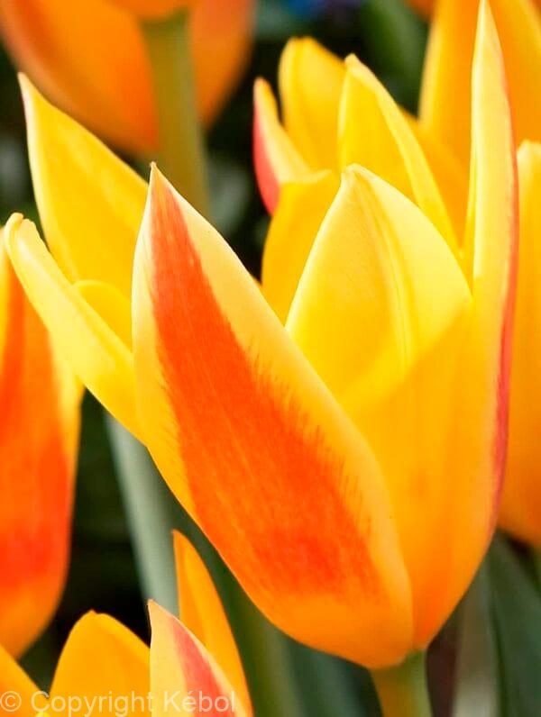 Tulipa Giuseppe Verdi