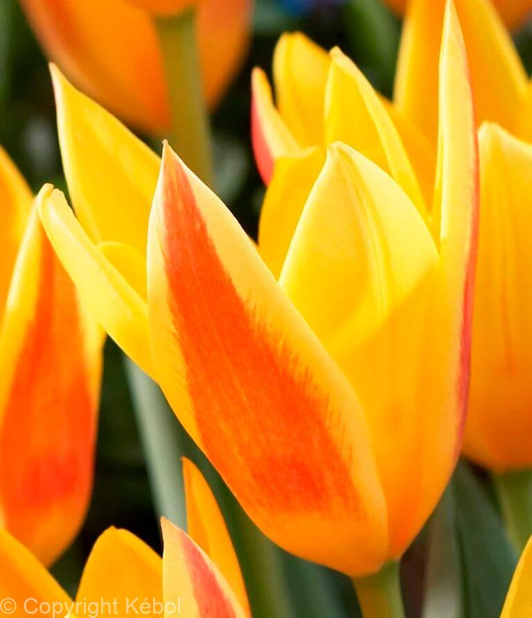Tulipa Giuseppe Verdi