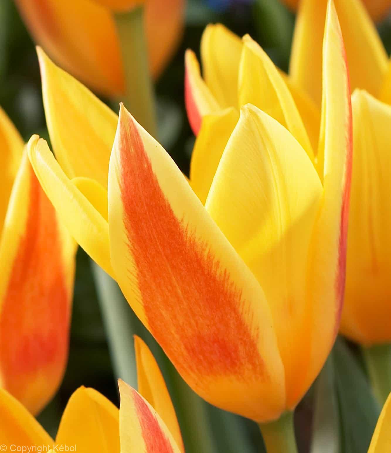 Tulipa Giuseppe Verdi