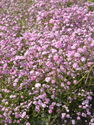 Gypsophila Festival Pink Lady