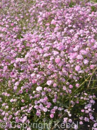 Gypsophila Festival Pink Lady - case