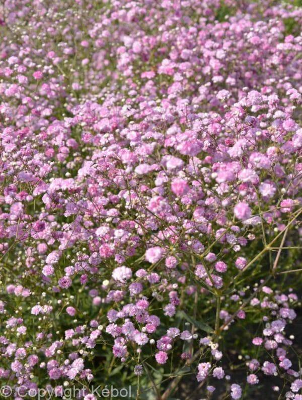 Gypsophila Festival Pink Lady