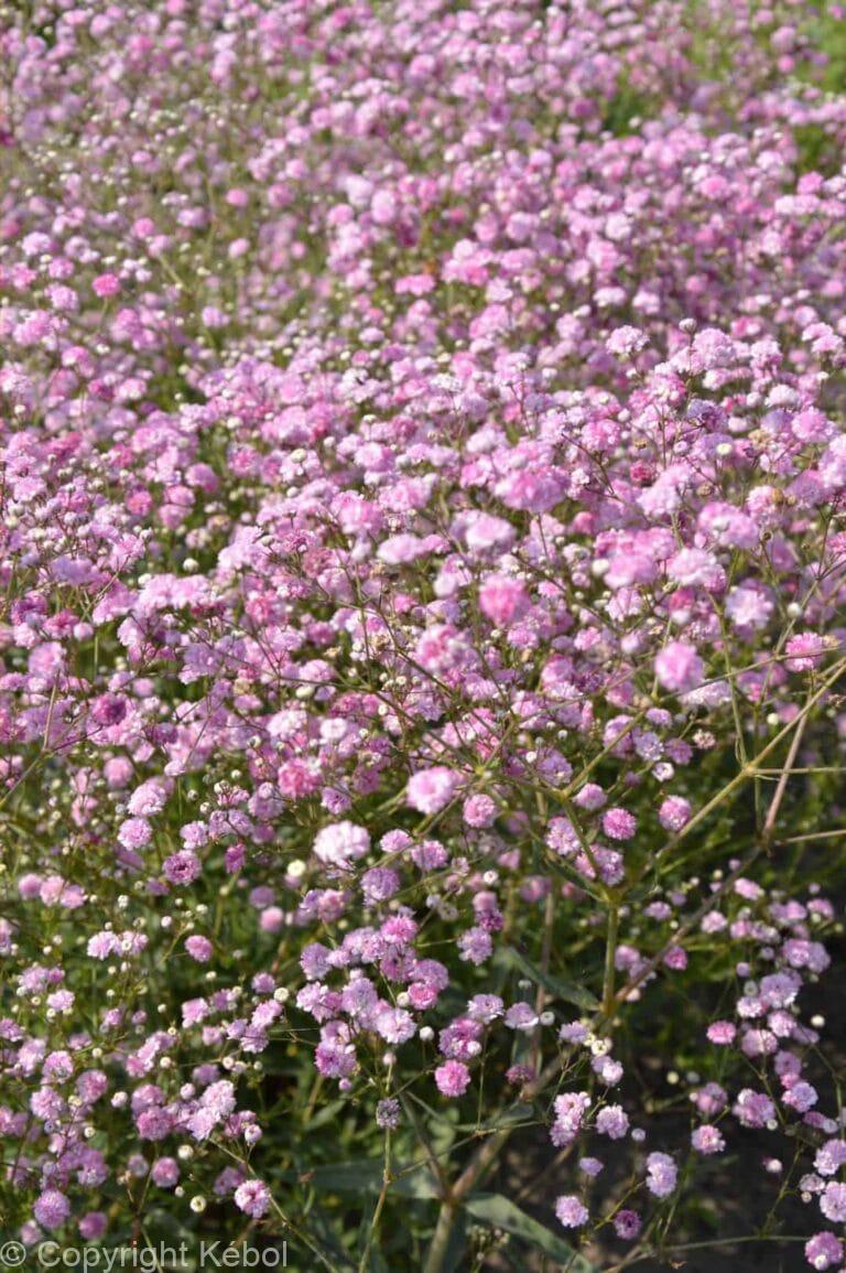 Gypsophila Festival Pink Lady