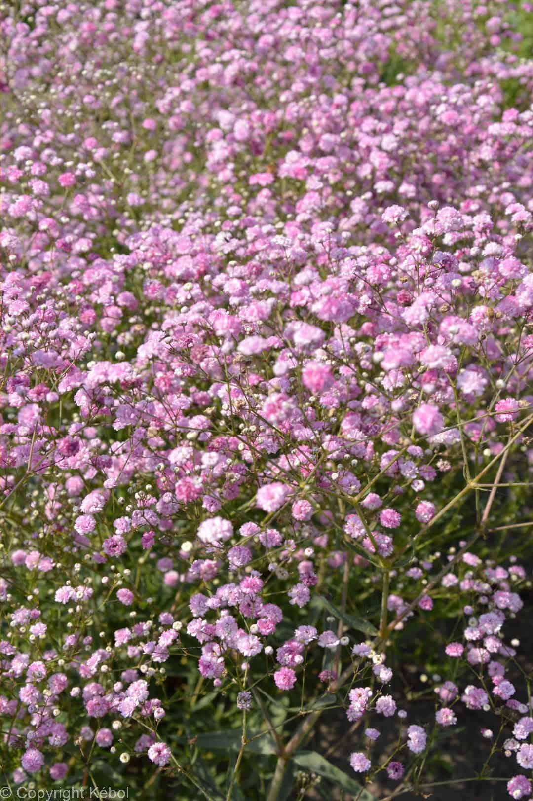 Gypsophila Festival Pink Lady