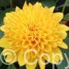 Helianthus Loddon Gold