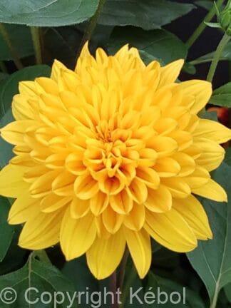 Helianthus Loddon Gold - bag