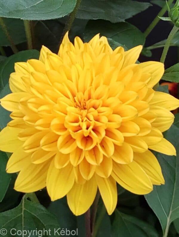 Helianthus Loddon Gold