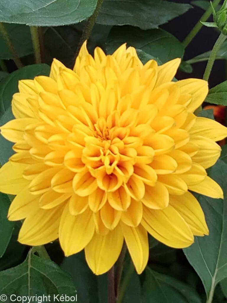 Helianthus Loddon Gold
