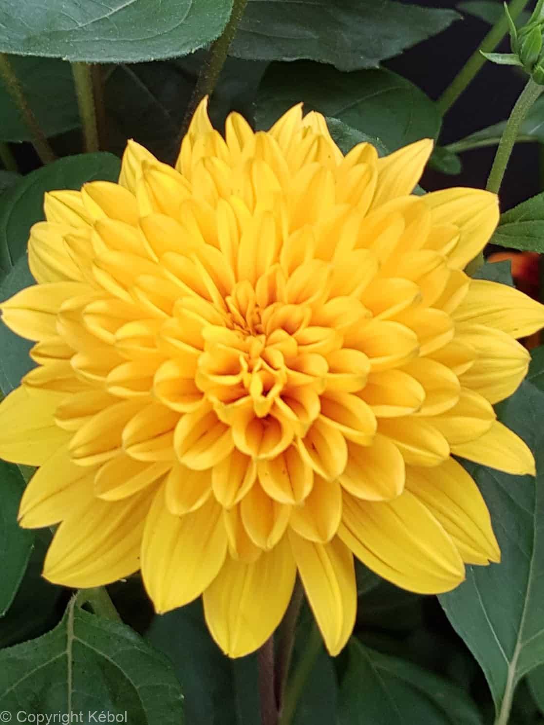 Helianthus Loddon Gold