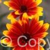 Heliopsis Sparkling Contrast