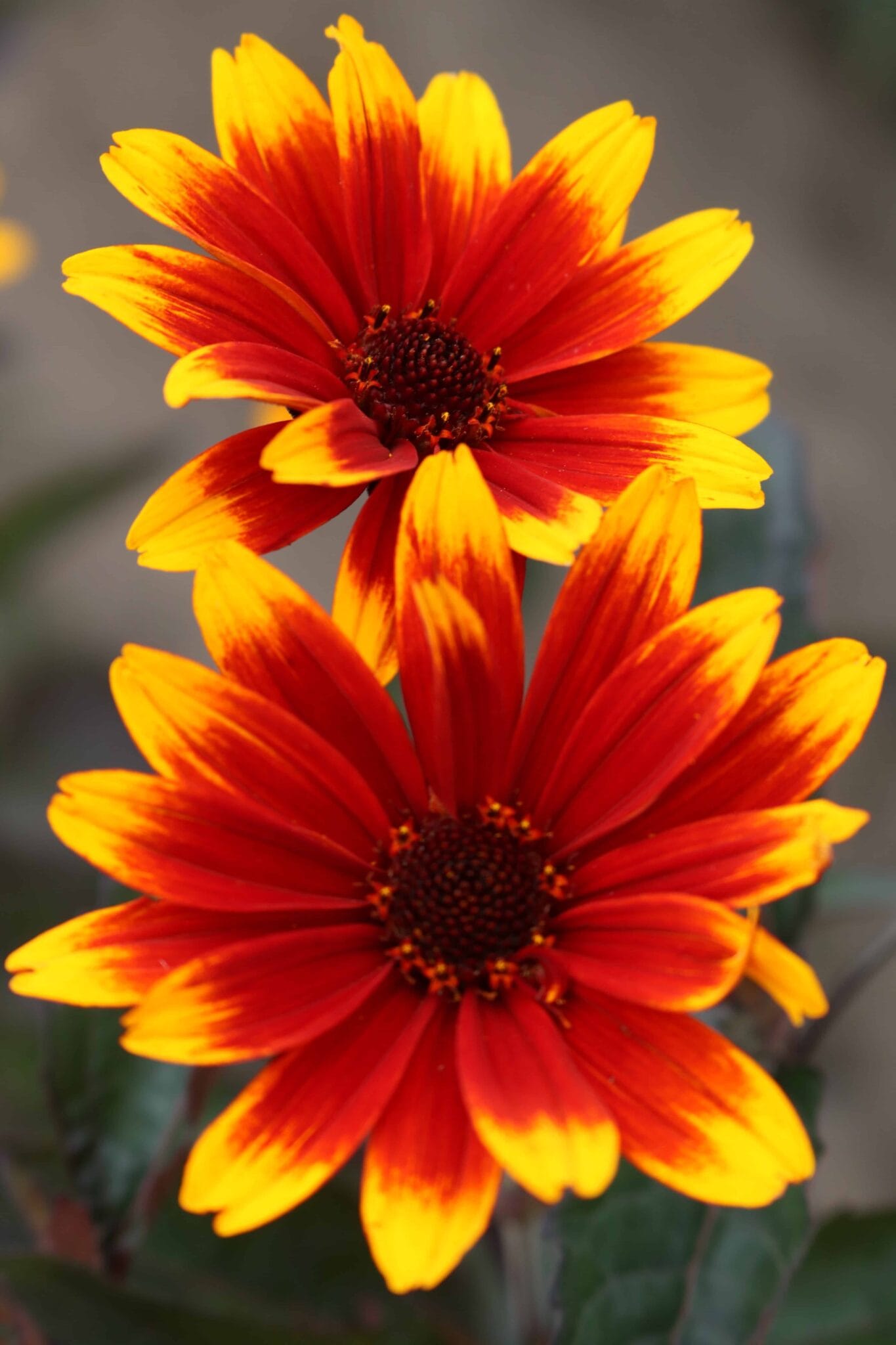 Heliopsis Sparkling Contrast