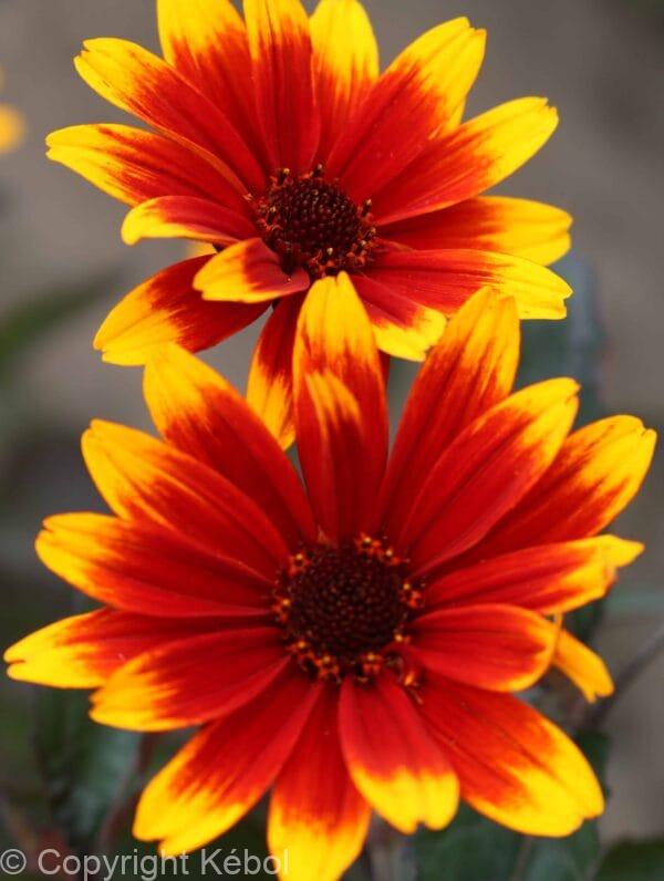 Heliopsis Sparkling Contrast