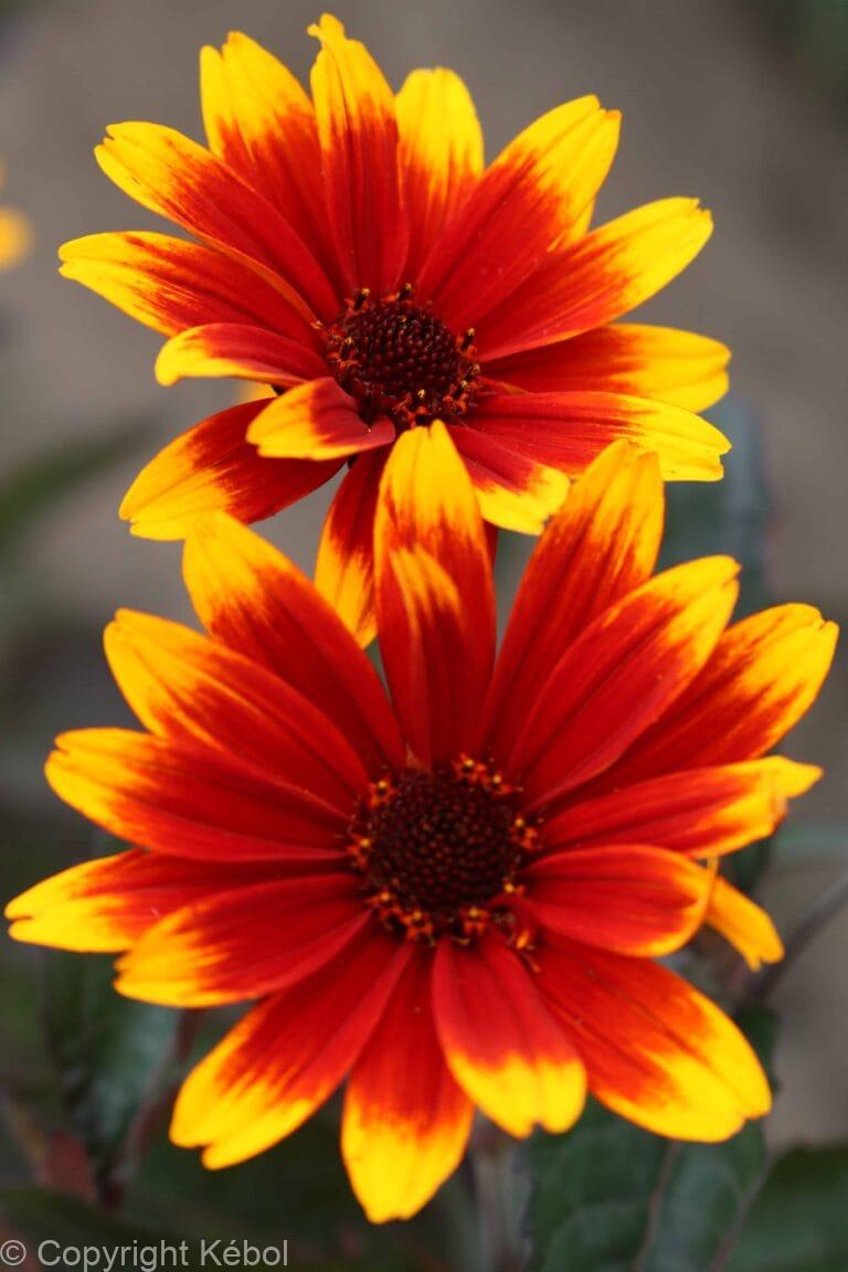 Heliopsis Sparkling Contrast