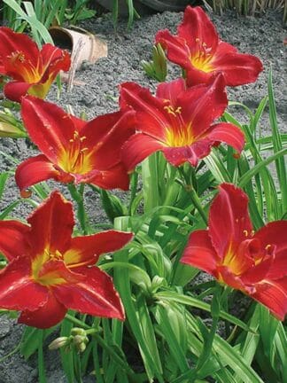 Hemerocallis Anzac - bag