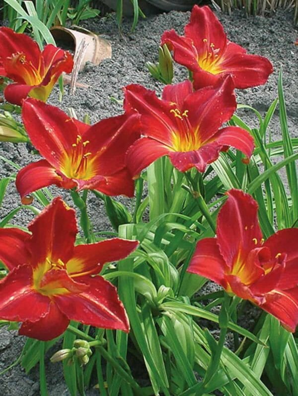 Hemerocallis Anzac - case